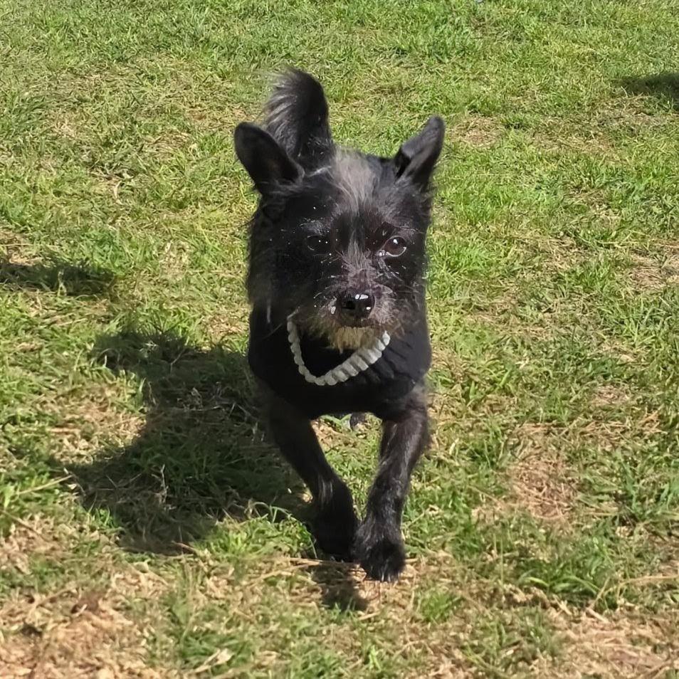 Paco — thumbnail 4