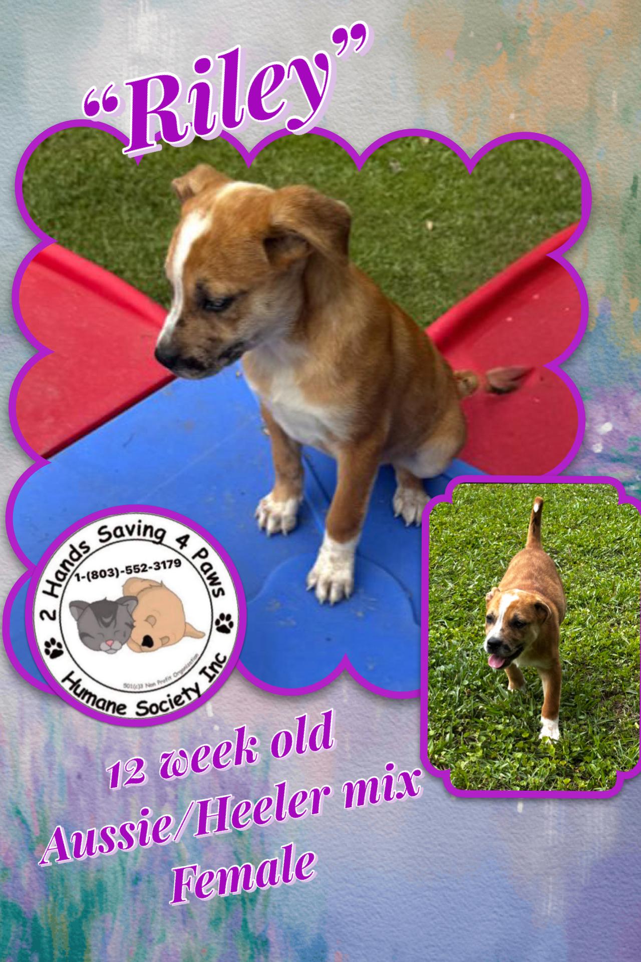 Riley, adopted, Puppy Female Australian Cattle Dog / Blue Heeler.