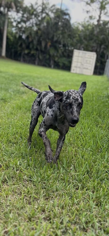Billy, Adopted, Young Male Catahoula Leopard Dog.