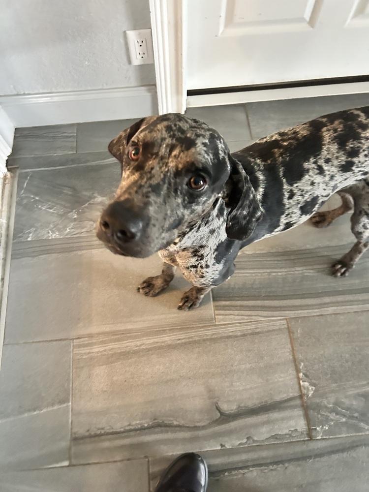 Enlarge Billy, a Adopted Catahoula Leopard Dog in West Palm Beach, FL image 2/4