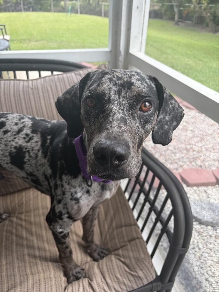 Enlarge Billy, a Adopted Catahoula Leopard Dog in West Palm Beach, FL image 3/4