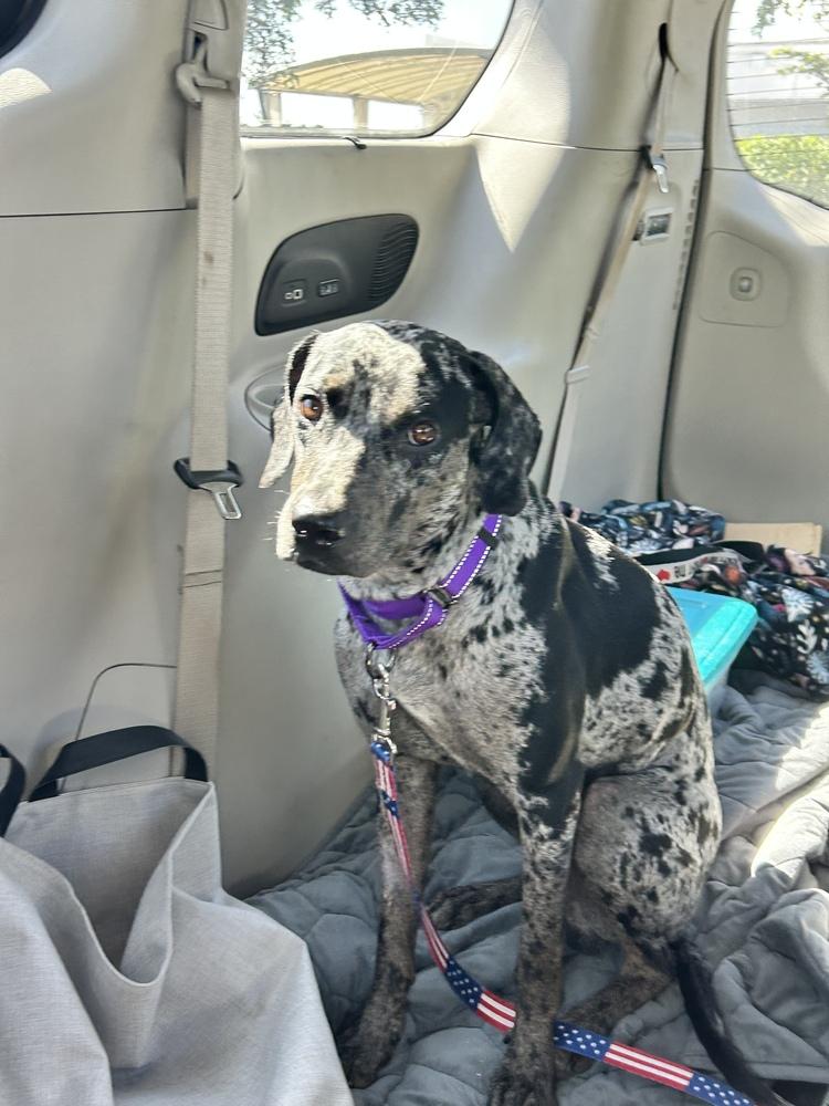 Enlarge Billy, a Adopted Catahoula Leopard Dog in West Palm Beach, FL image 4/4