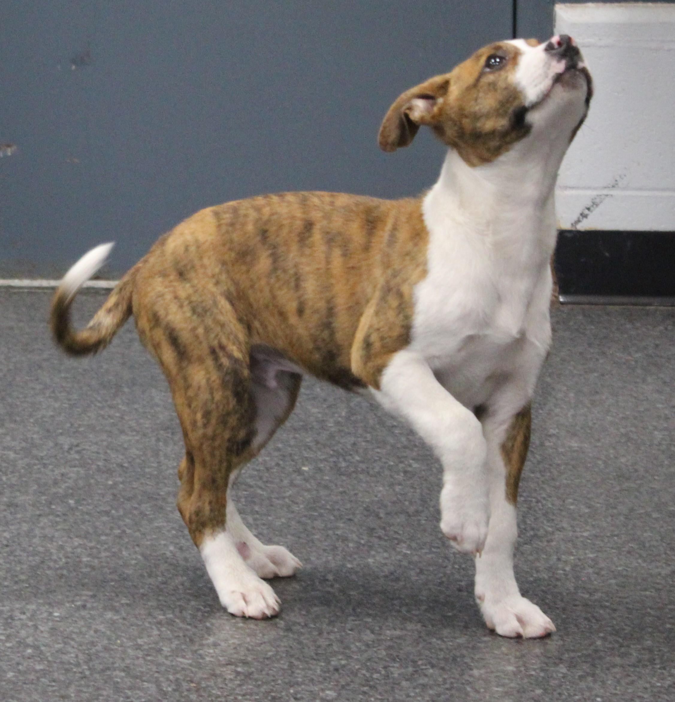 Enlarge Royal (9815), a ADOPTABLE mixed breed in Heath, OH image 2/2