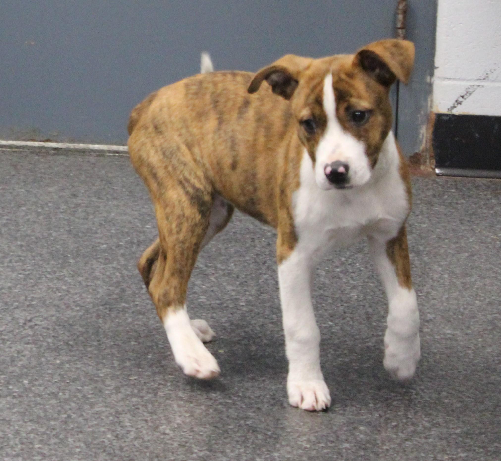 Royal (9815), ADOPTABLE, Puppy Male Pit Bull Terrier.