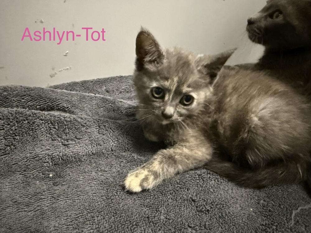 Ashlyn (aka Tot) ( NJ Border Babes Litter), Adoptable, Kitten Female Domestic Short Hair.