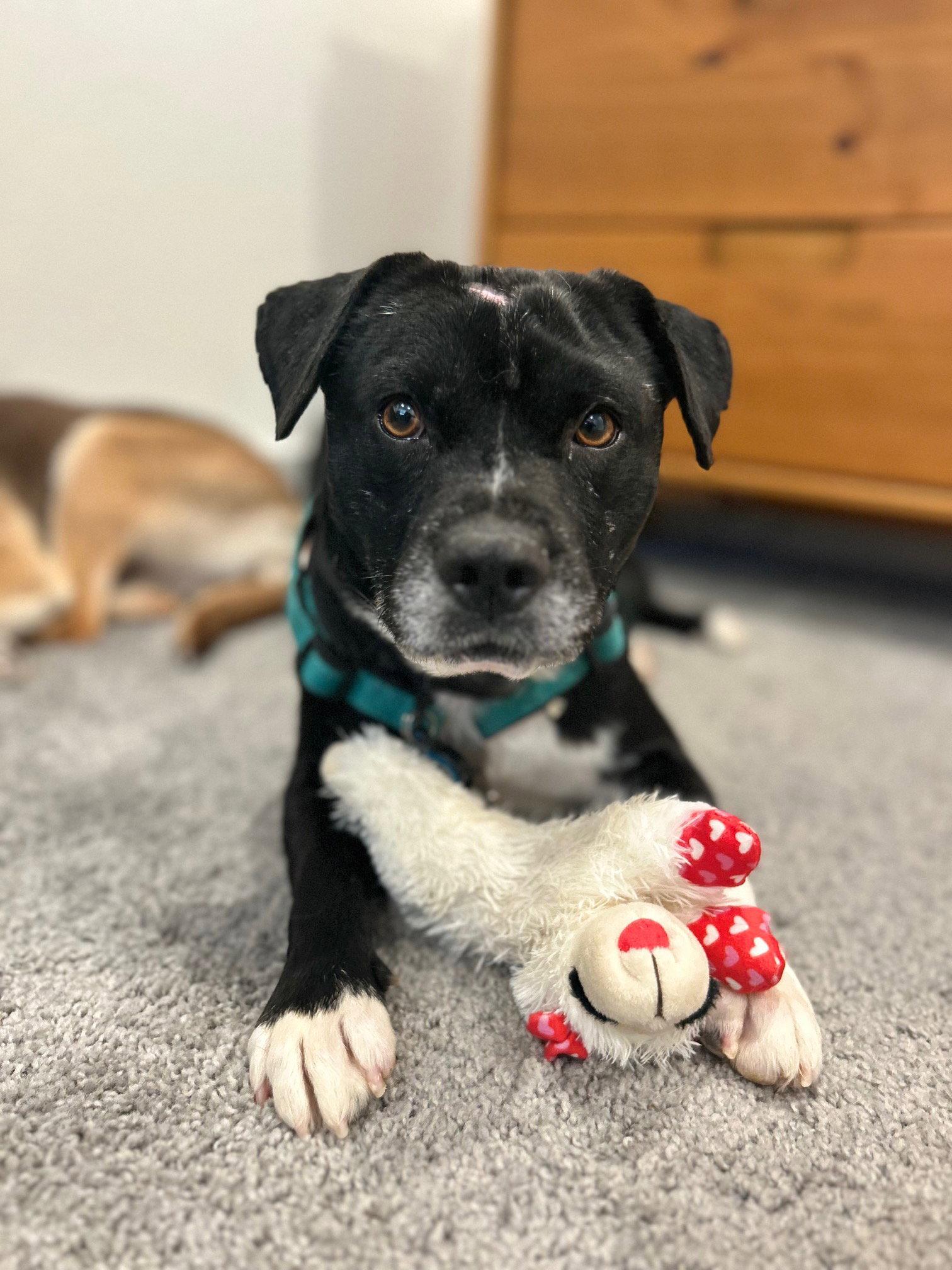 Enlarge Spoons #1, a Adoptable Terrier in Aurora, CO image 2/3