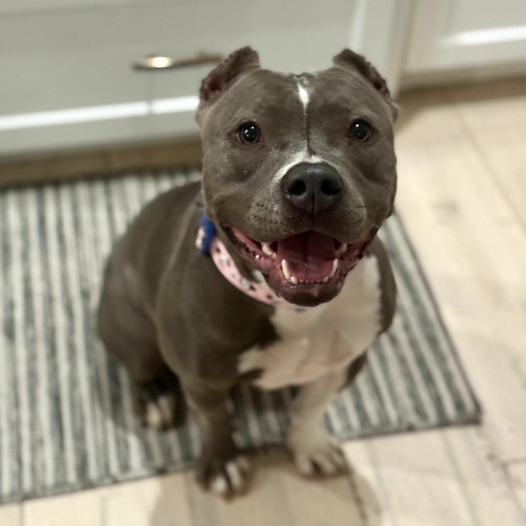 Molly, Adoptable, Young Female Pit Bull Terrier.