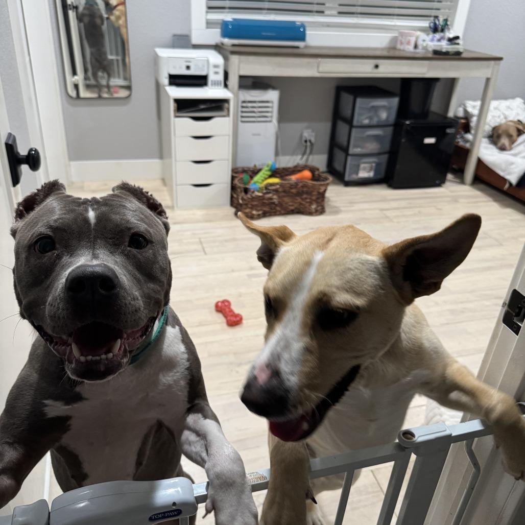 Enlarge Molly, a Adoptable Pit Bull Terrier in Lodi, CA image 1/6