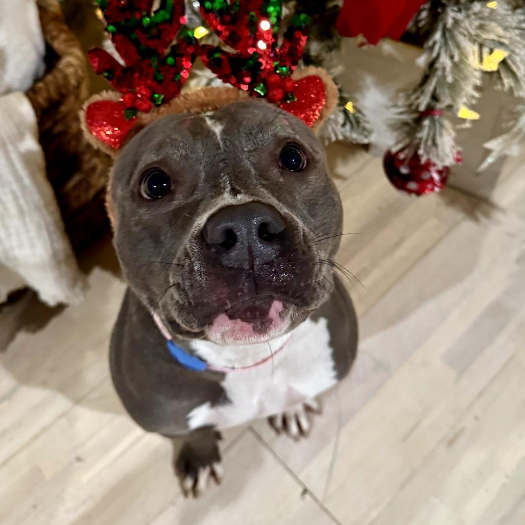 Enlarge Molly, a Adoptable Pit Bull Terrier in Lodi, CA image 4/6