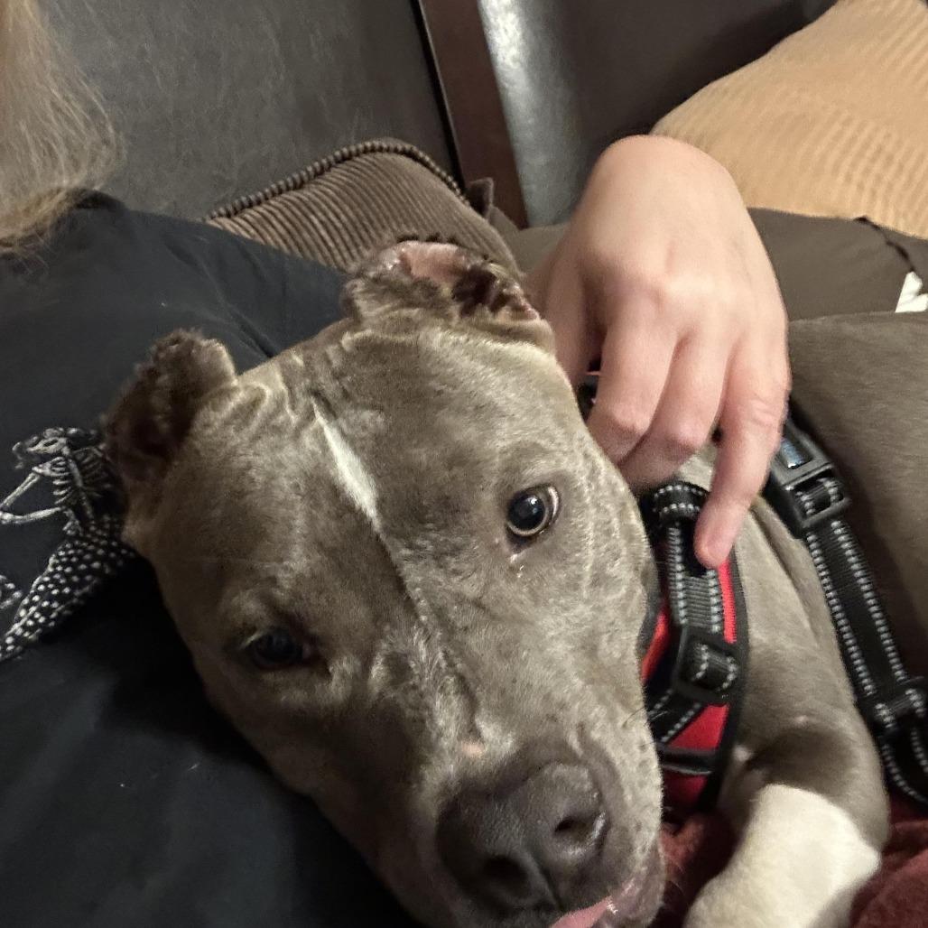 Molly, Adoptable, Young Female Pit Bull Terrier.