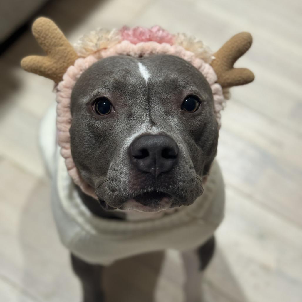 Enlarge Molly, a Adoptable Pit Bull Terrier in Lodi, CA image 2/6