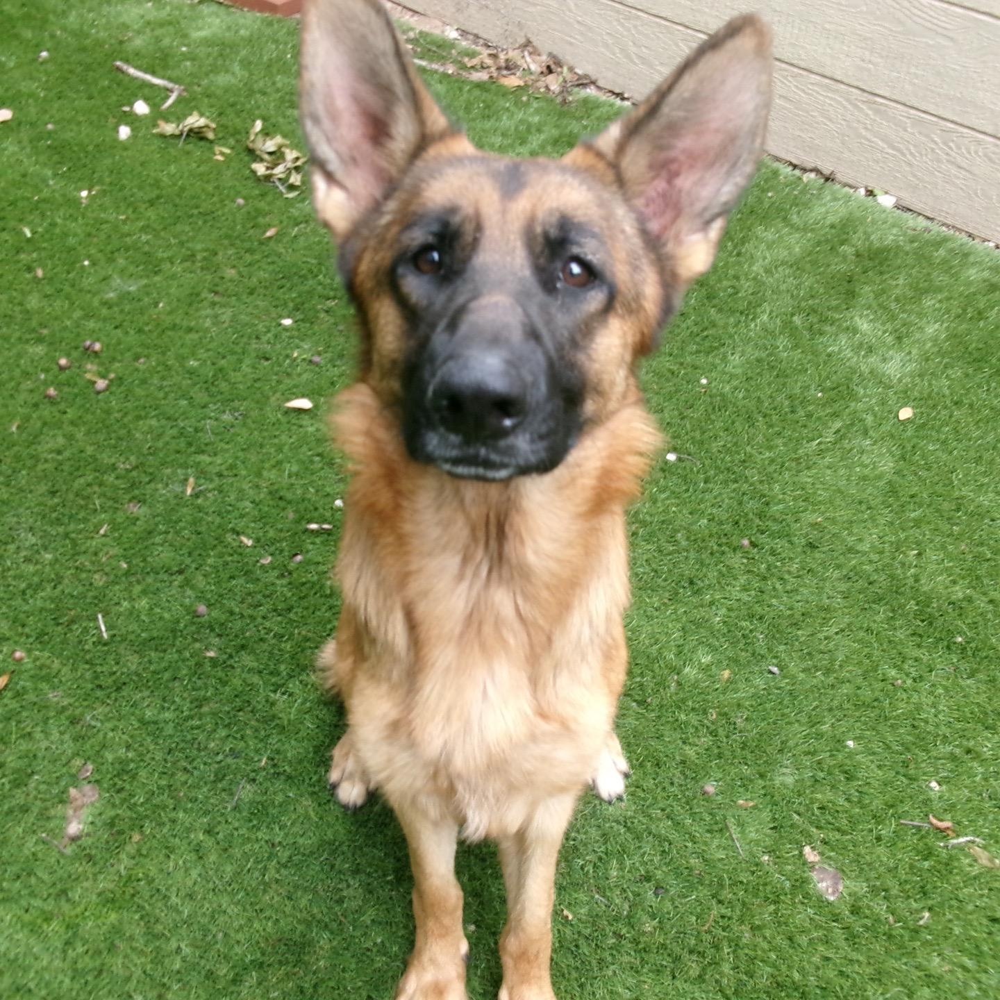 Callie, Adoptable, Adult Male German Shepherd Dog & Belgian Shepherd / Malinois.
