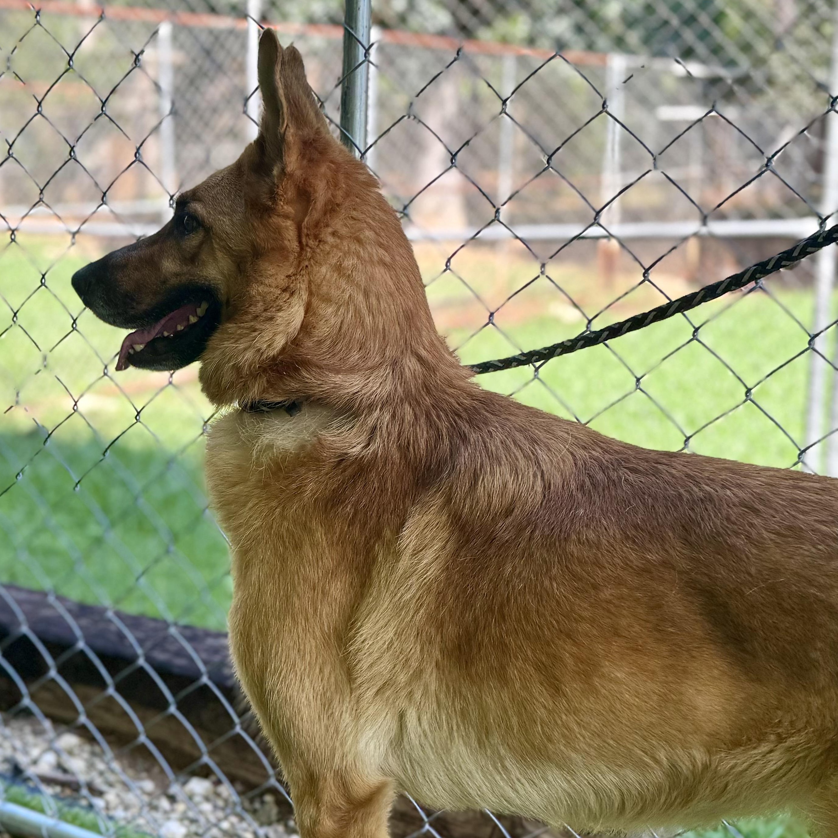 Callie, a Adoptable mixed breed in Hamel, IL image 5/5