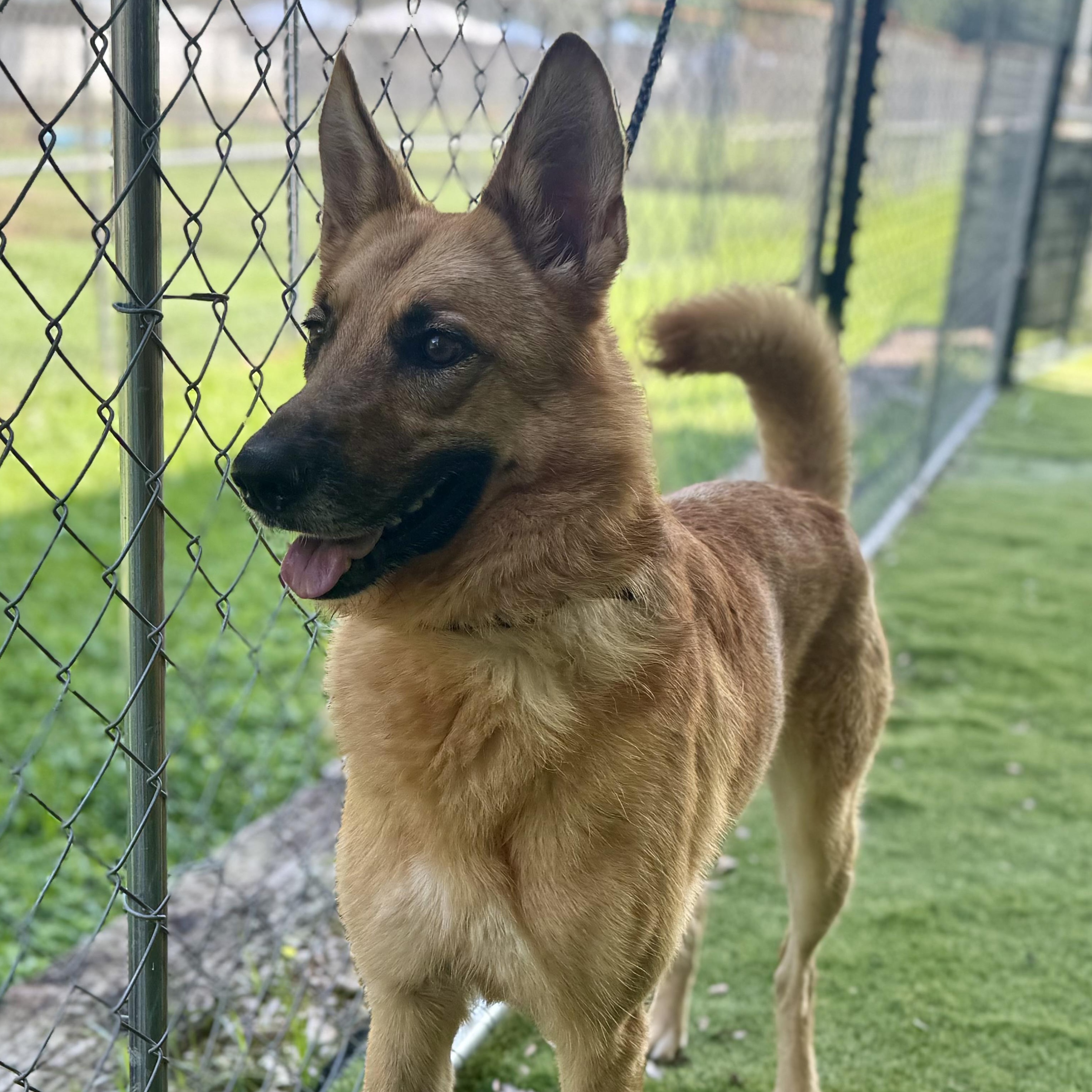 Callie, Adoptable, Adult Male German Shepherd Dog & Belgian Shepherd / Malinois.