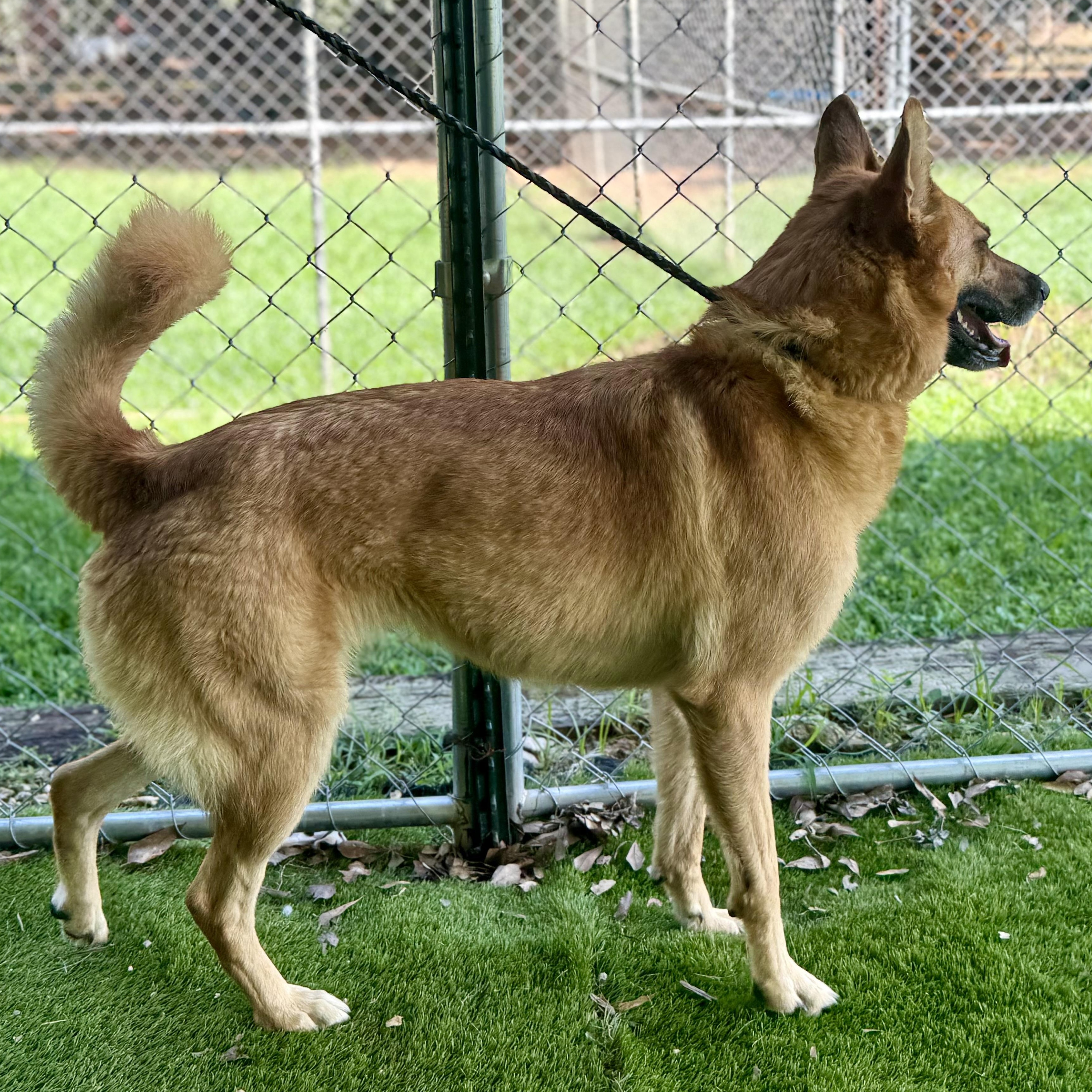 Callie, a Adoptable mixed breed in Hamel, IL image 3/5