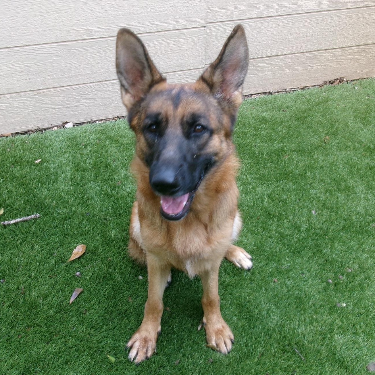 Enlarge Callie, a Adoptable mixed breed in Magnolia, TX image 3/5