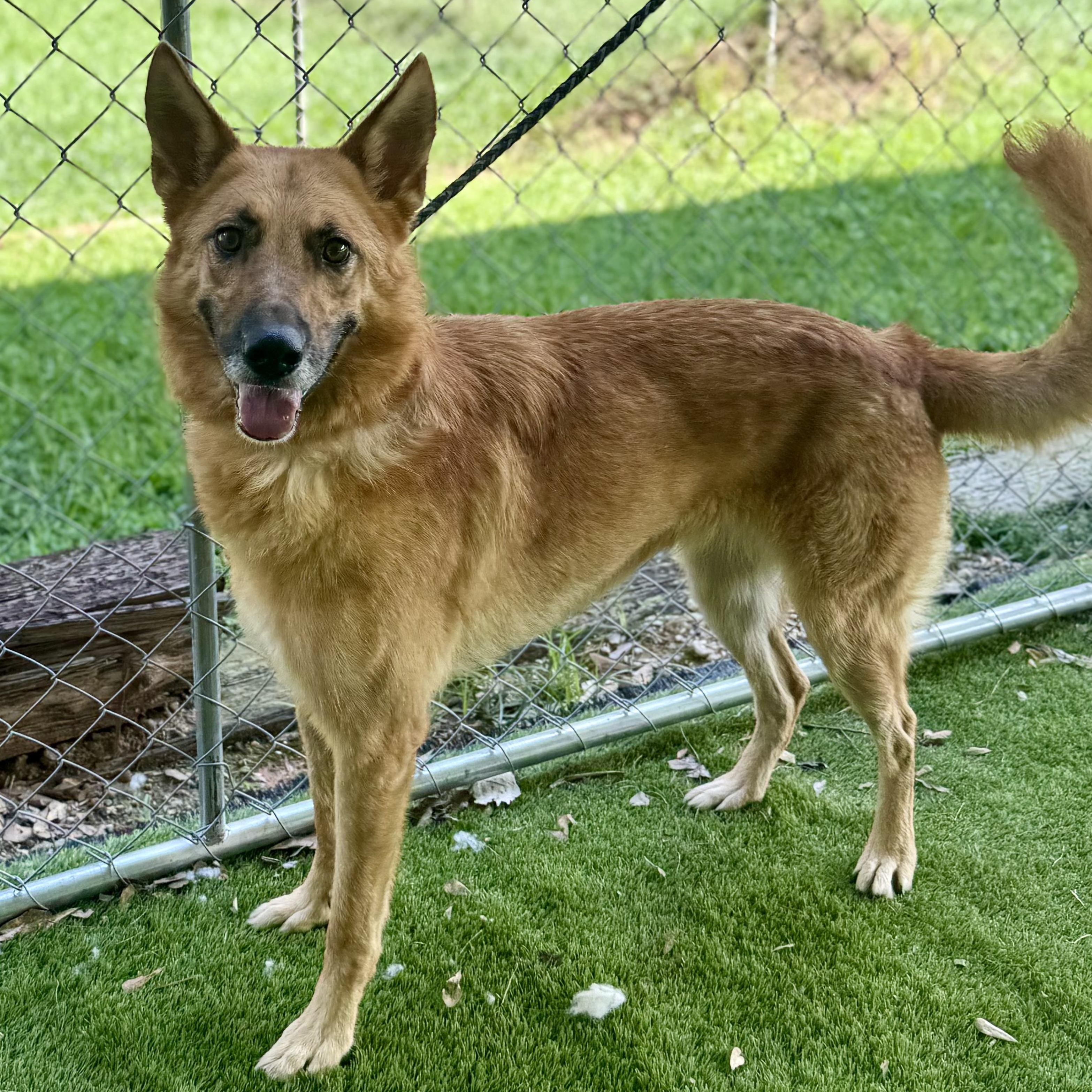 Callie, a Adoptable mixed breed in Hamel, IL image 4/5