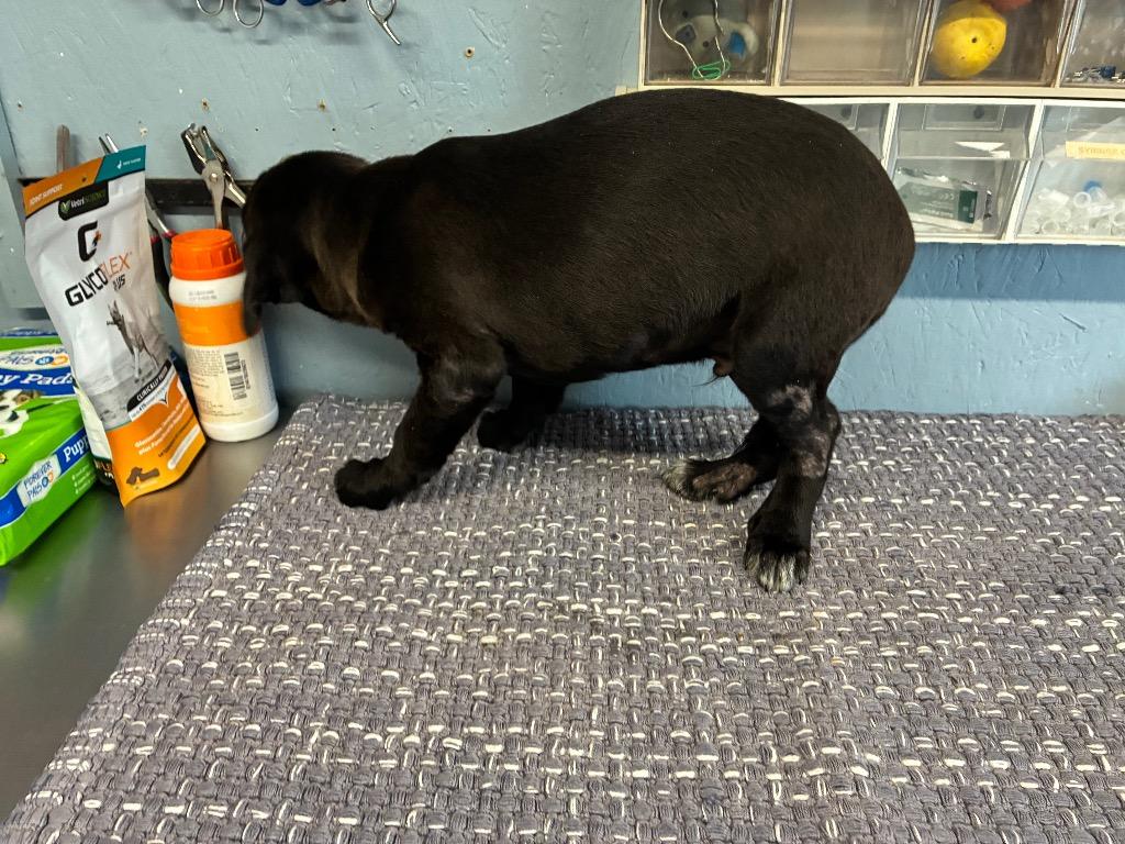 Enlarge Vernee 26, a Adoptable mixed breed in Brookhaven, MS image 1/3