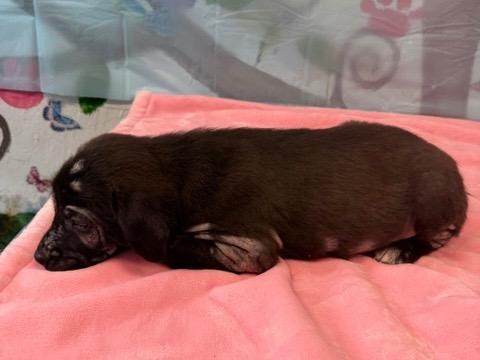 Enlarge Vernee 26, a Adoptable mixed breed in Brookhaven, MS image 2/3