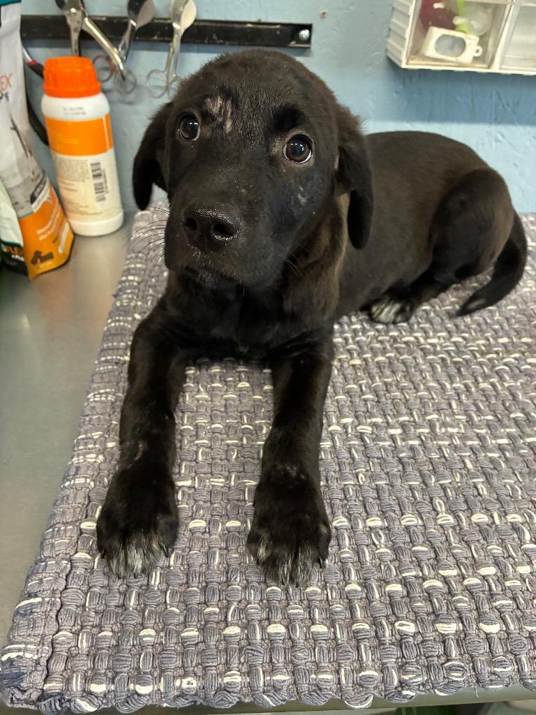 Enlarge Vernee 26, a Adoptable mixed breed in Brookhaven, MS image 3/3