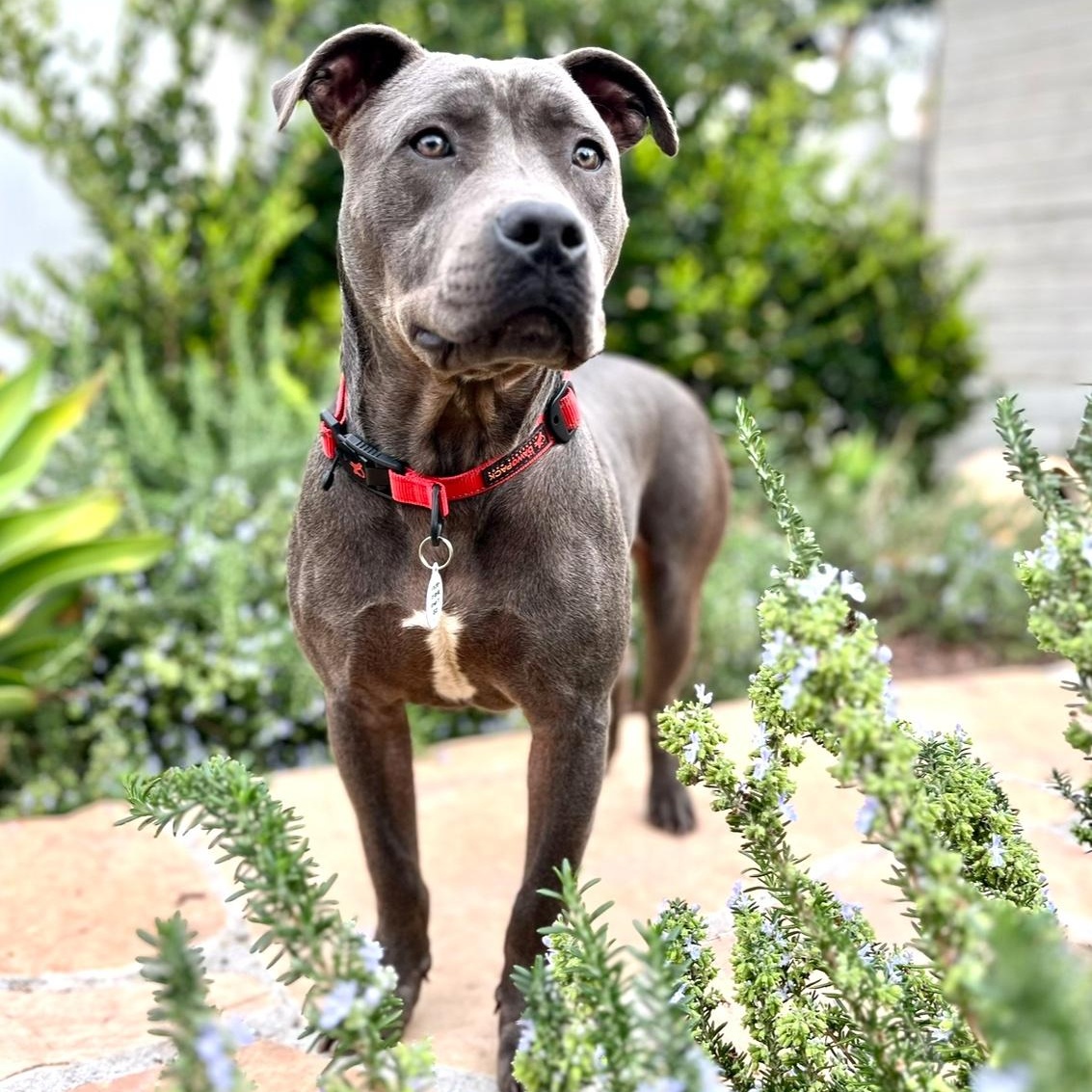 Joey, Adoptable, Young Male Pit Bull Terrier.