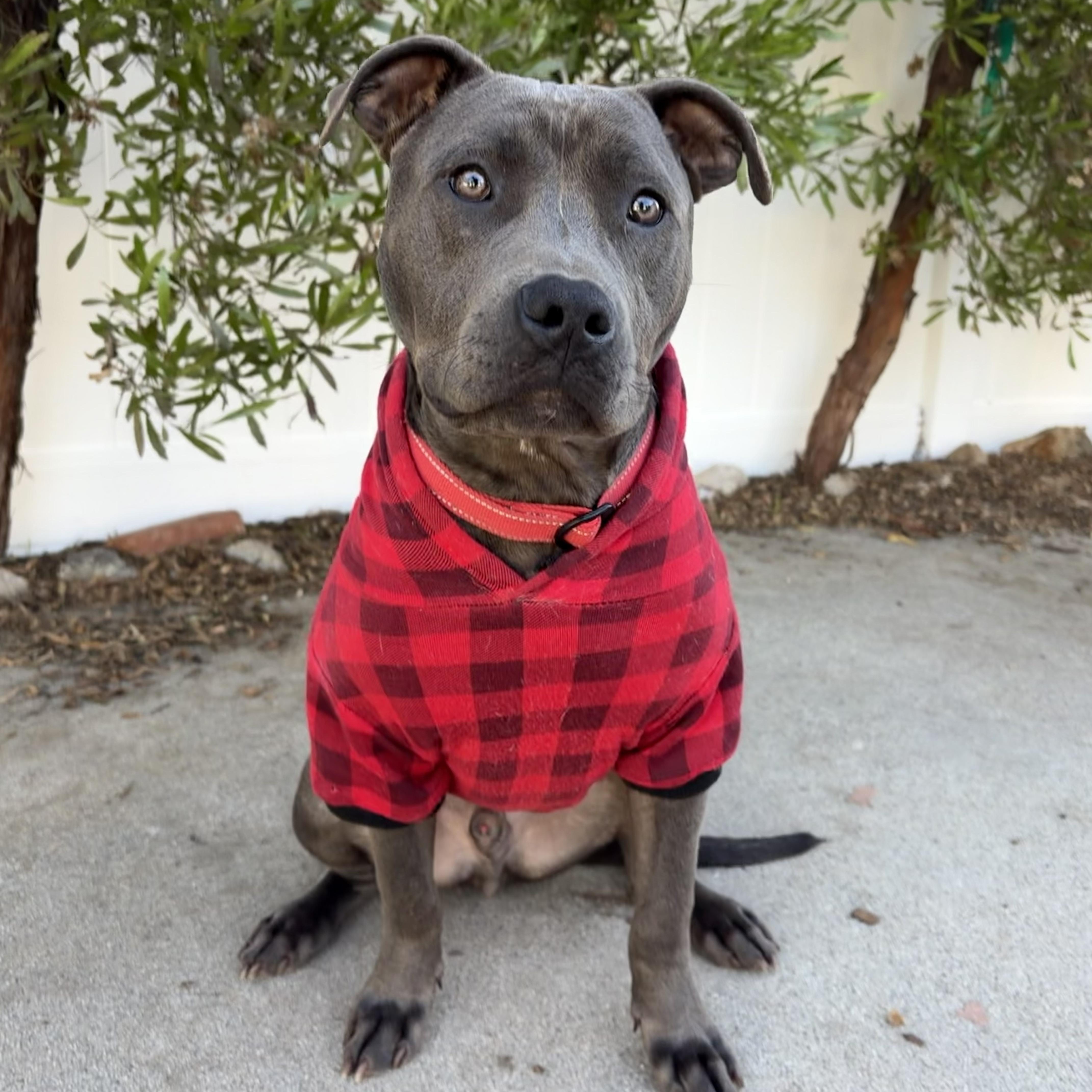 Joey, a Adoptable Pit Bull Terrier in Sun Valley, CA image 5/6