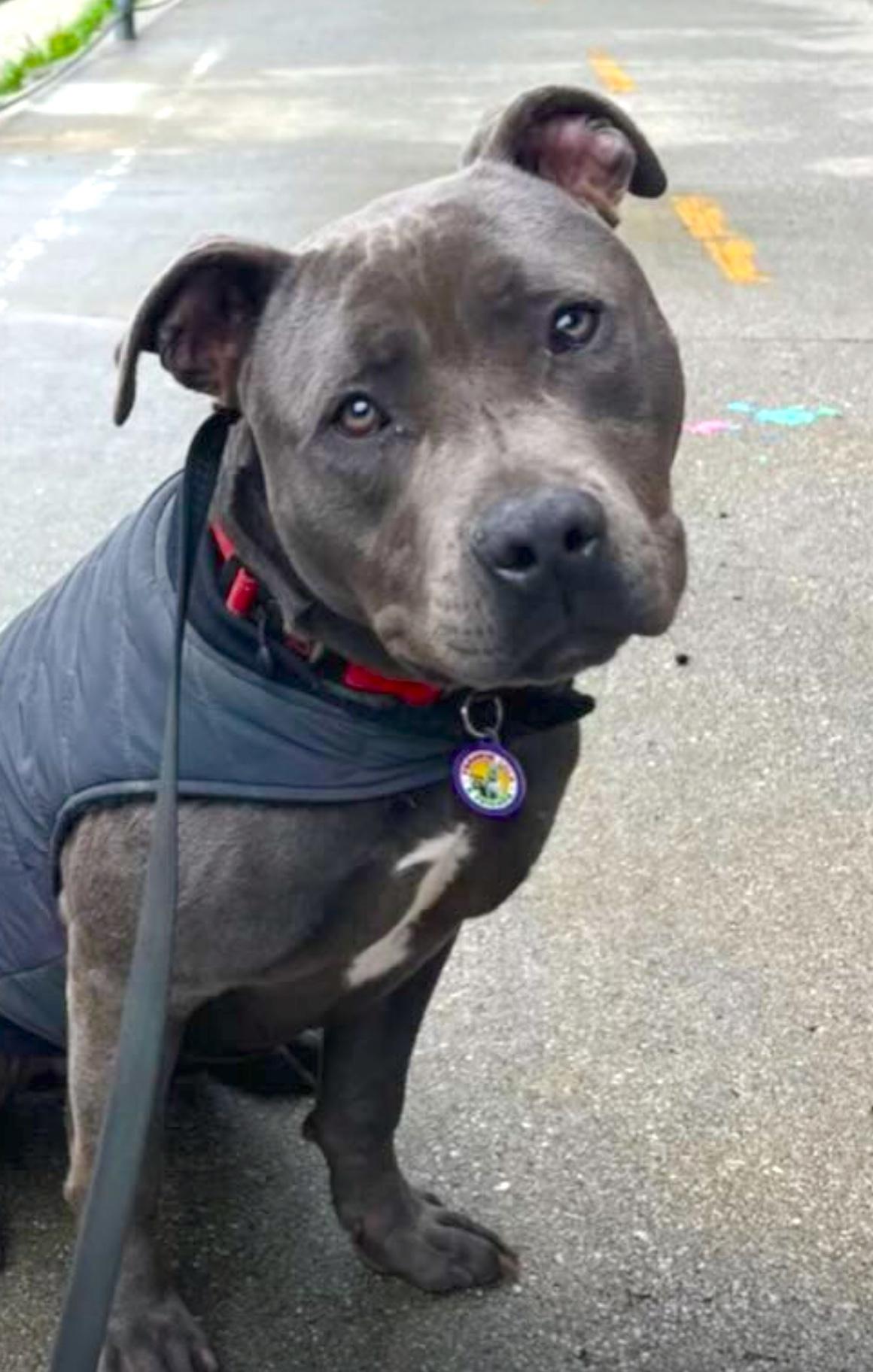 Joey, a Adoptable Pit Bull Terrier in Sun Valley, CA image 4/6