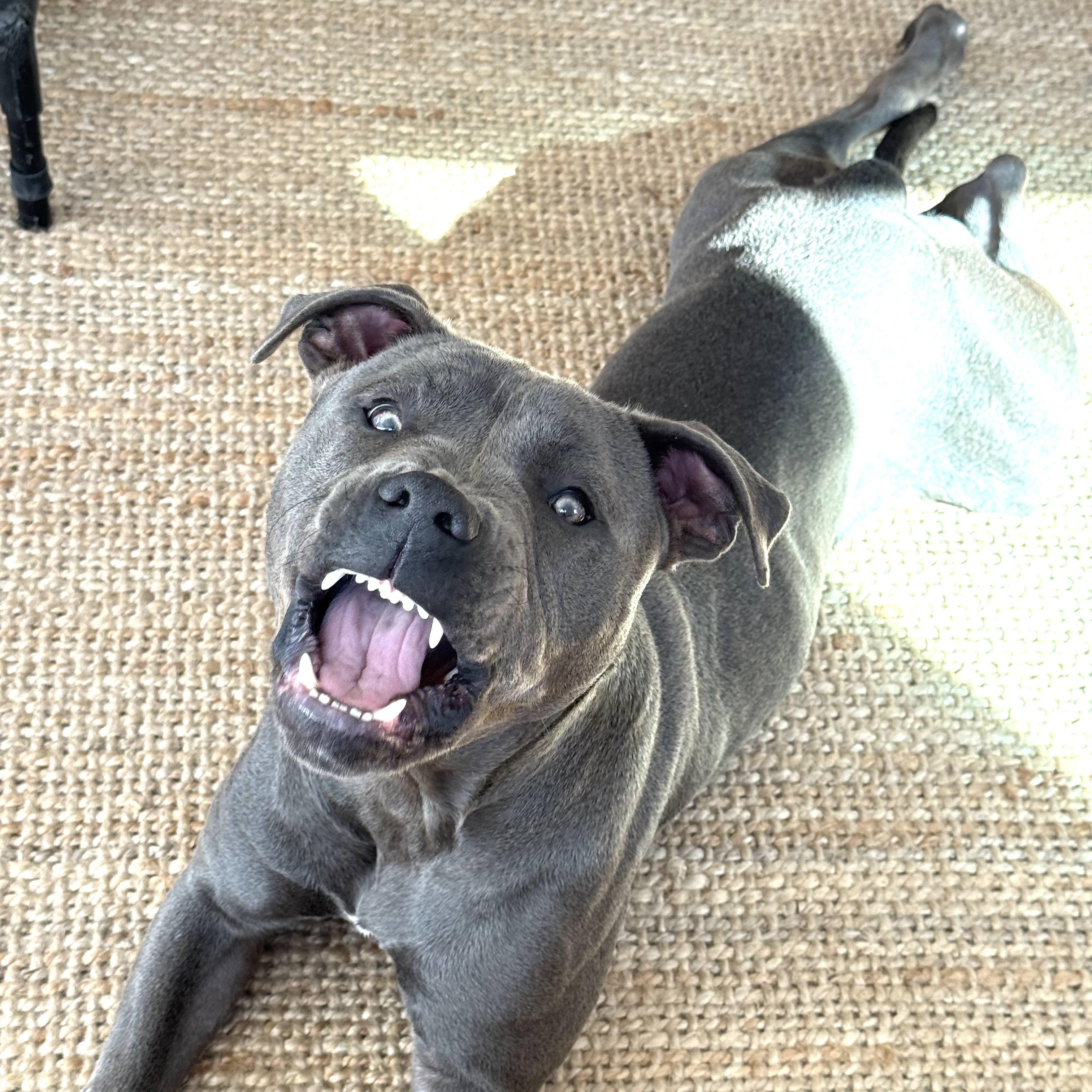 Joey, a Adoptable Pit Bull Terrier in Sun Valley, CA image 3/6