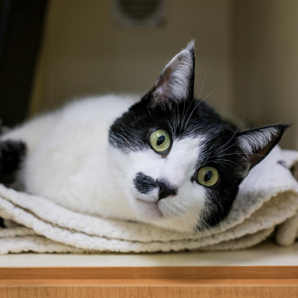 Charlie, Adoptable, Senior Male Domestic Short Hair.
