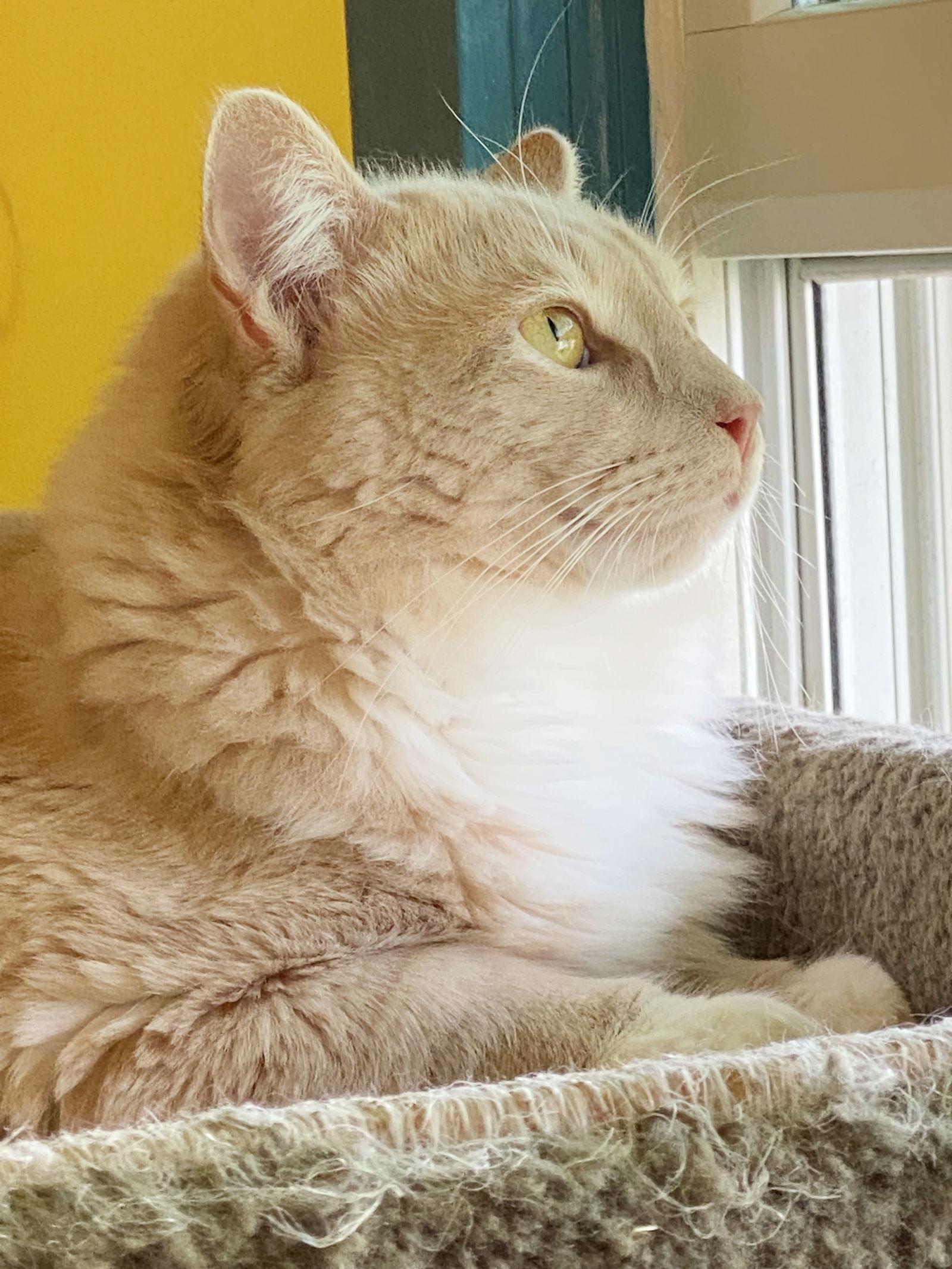 Henry, Adoptable, Adult Male Tabby.