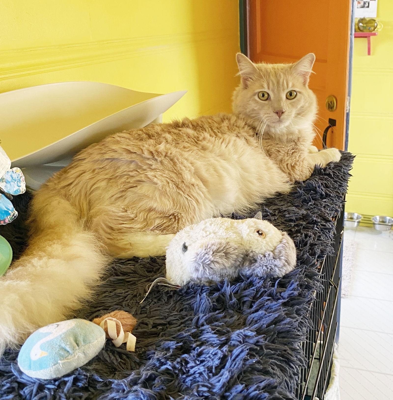 Enlarge Henry, a Adoptable Tabby in Alameda, CA image 3/3