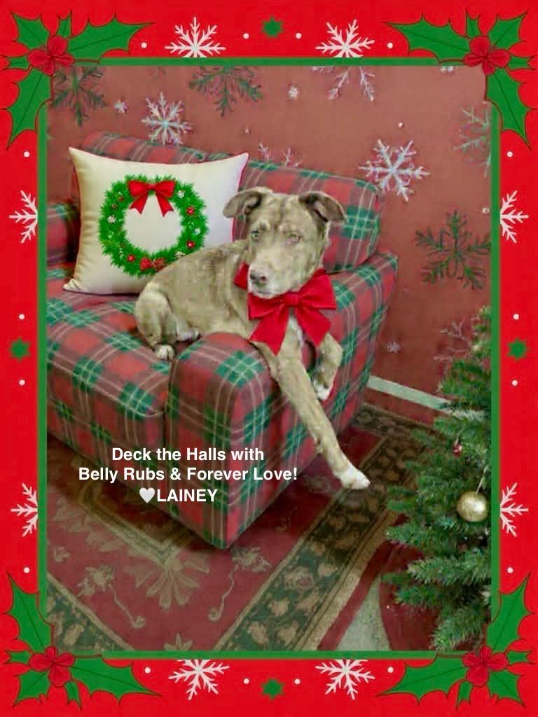 Lainey, Adoptable, Adult Female Husky & Pit Bull Terrier.