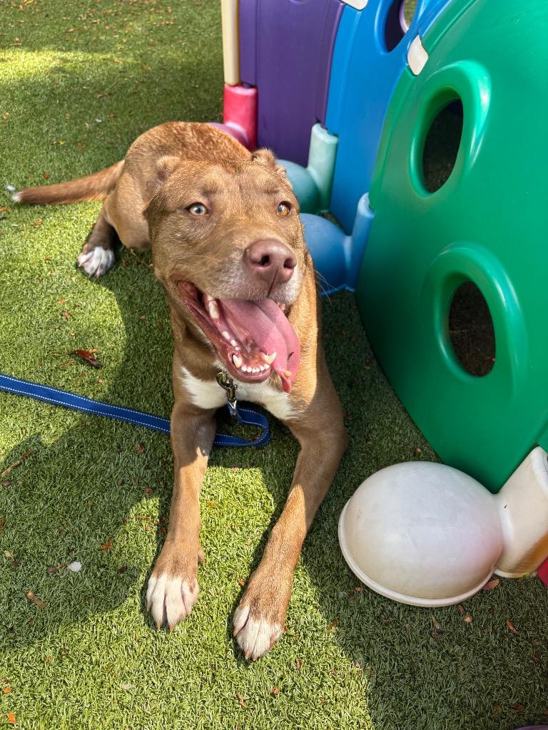 Lainey, a Adoptable mixed breed in Liverpool, NY image 2/6