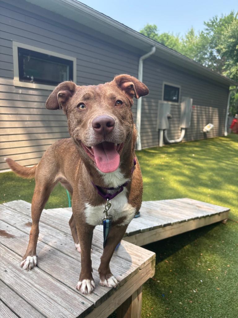 Lainey, a Adoptable mixed breed in Liverpool, NY image 3/6