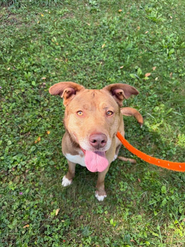 Lainey, Adoptable, Adult Female Husky & Pit Bull Terrier.
