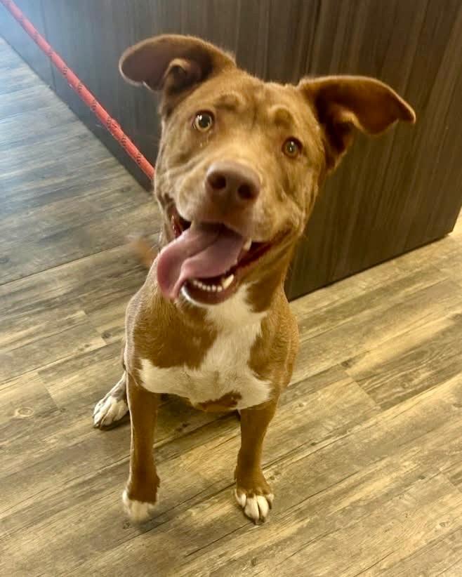 Lainey, a Adoptable mixed breed in Liverpool, NY image 4/6