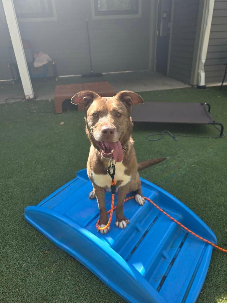 Lainey, Adoptable, Adult Female Husky & Pit Bull Terrier.