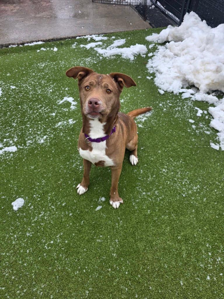 Enlarge Lainey, a Adoptable mixed breed in Liverpool, NY image 2/4