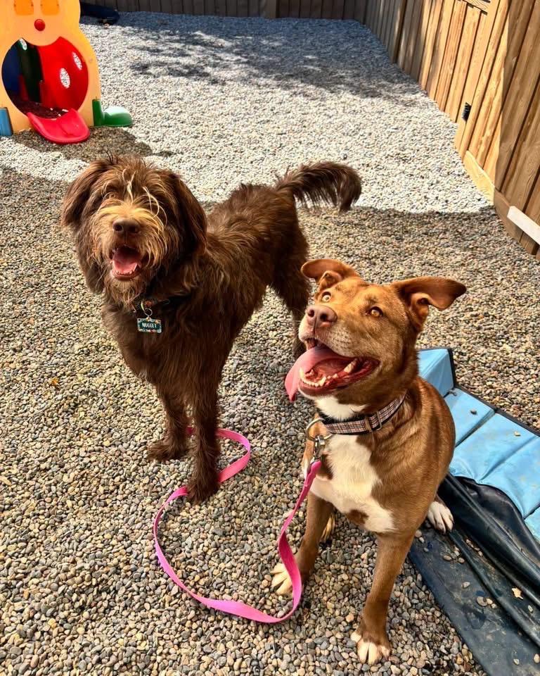 Enlarge Lainey, a Adoptable mixed breed in Liverpool, NY image 3/4
