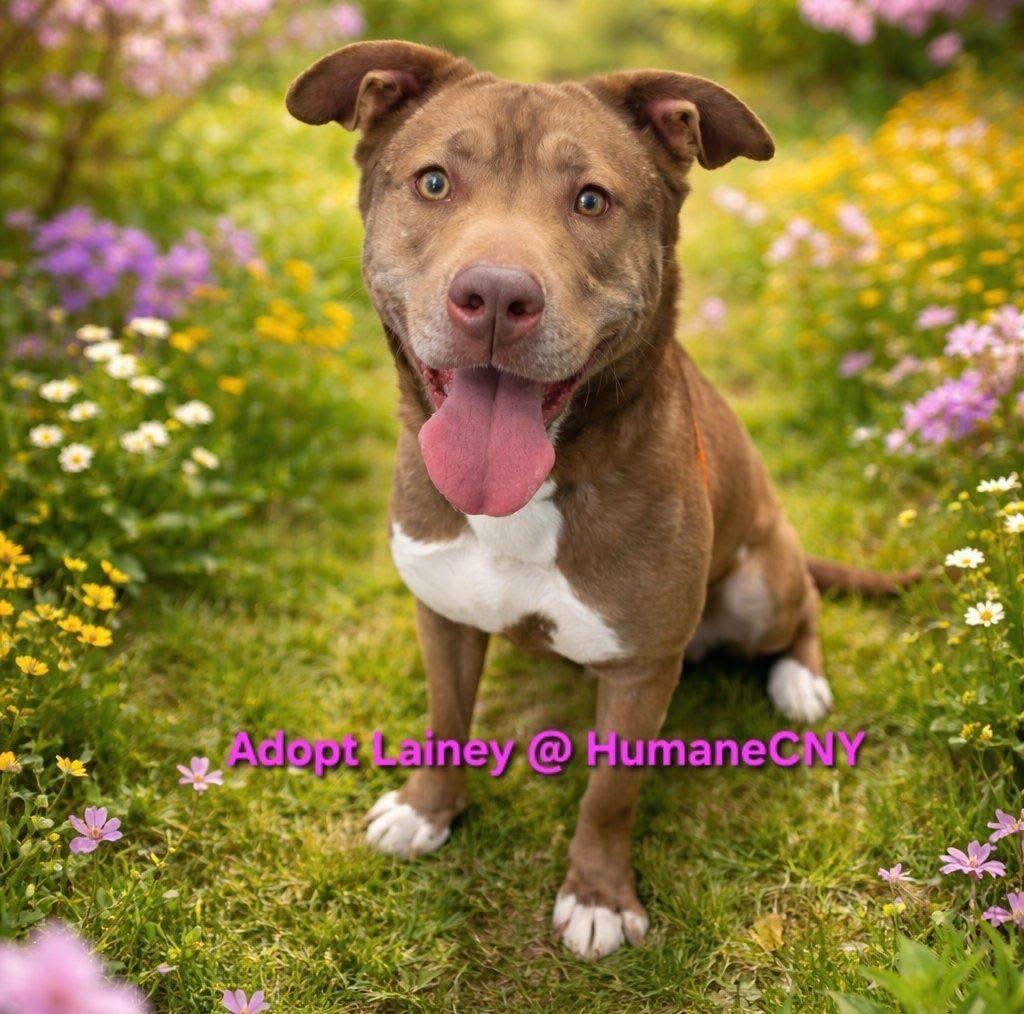 Enlarge Lainey, a Adoptable mixed breed in Liverpool, NY image 3/4