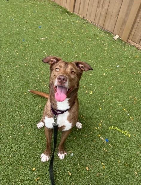 Lainey, a Adoptable mixed breed in Liverpool, NY image 6/6