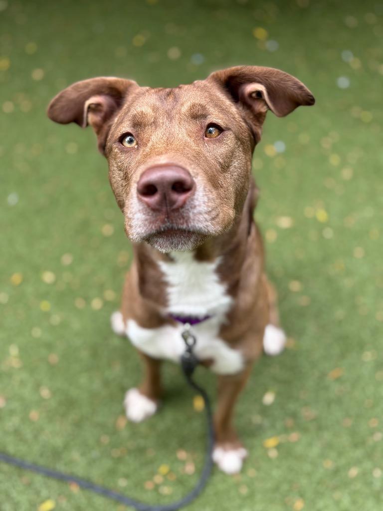 Enlarge Lainey, a Adoptable mixed breed in Liverpool, NY image 3/4