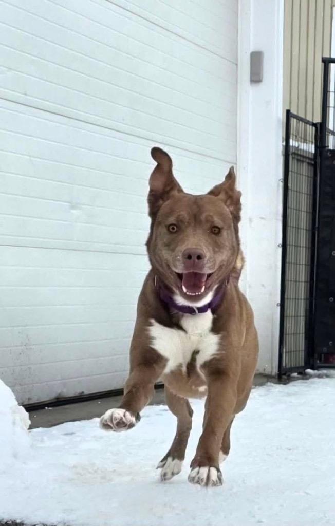 Enlarge Lainey, a Adoptable mixed breed in Liverpool, NY image 4/4