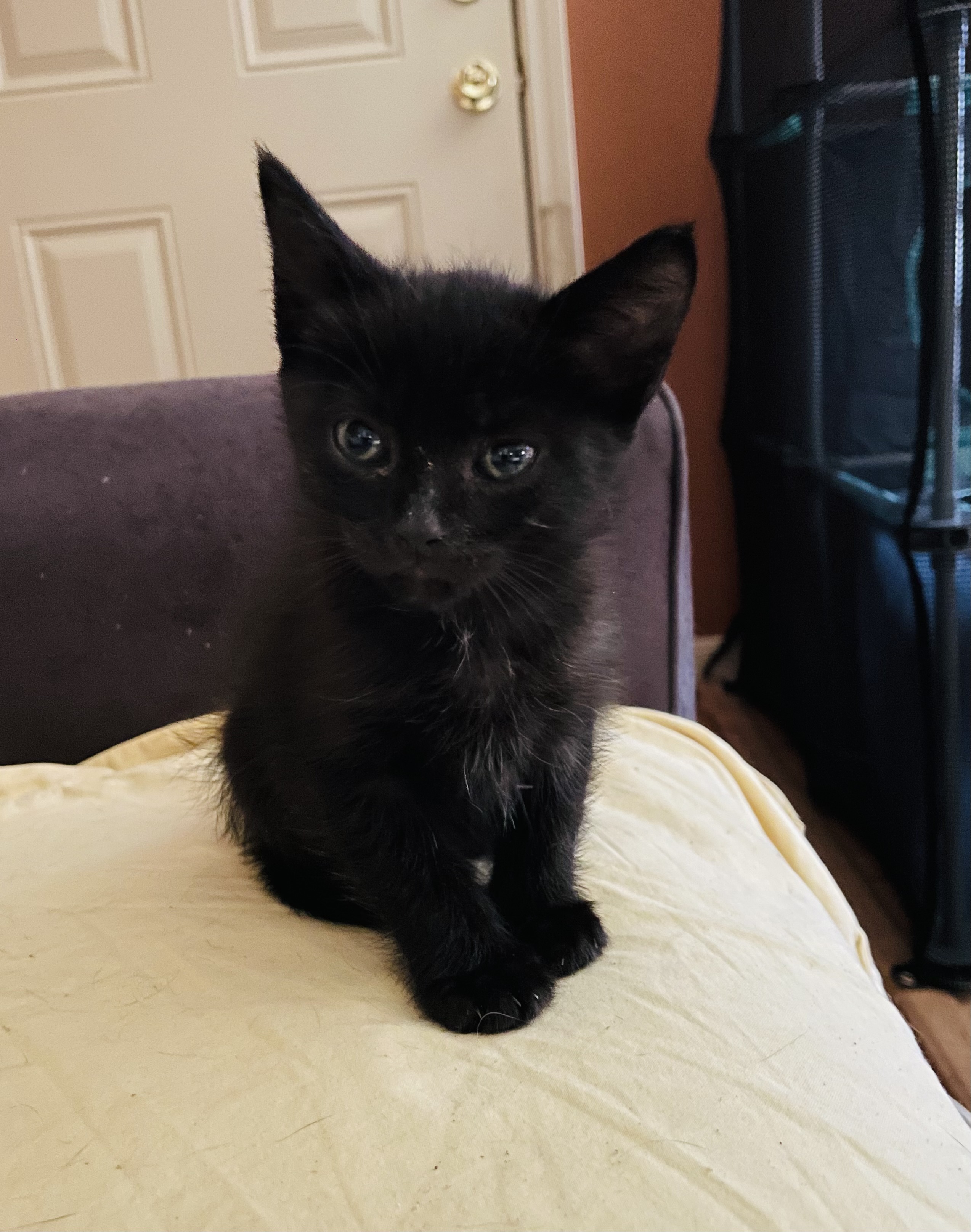Salem, Adopted, Kitten Female Domestic Short Hair.