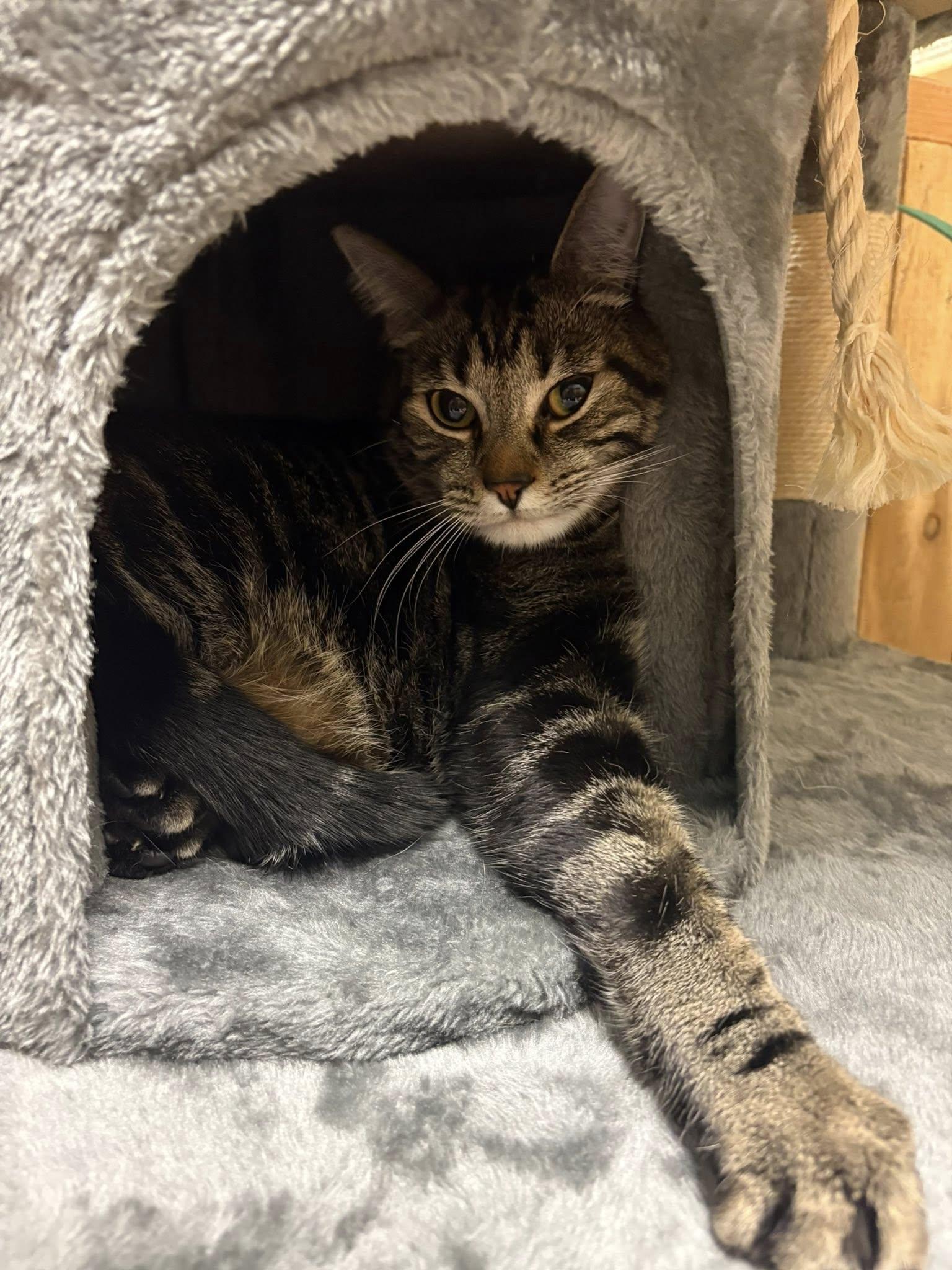 Otis, ADOPTABLE, Adult Male Domestic Short Hair.