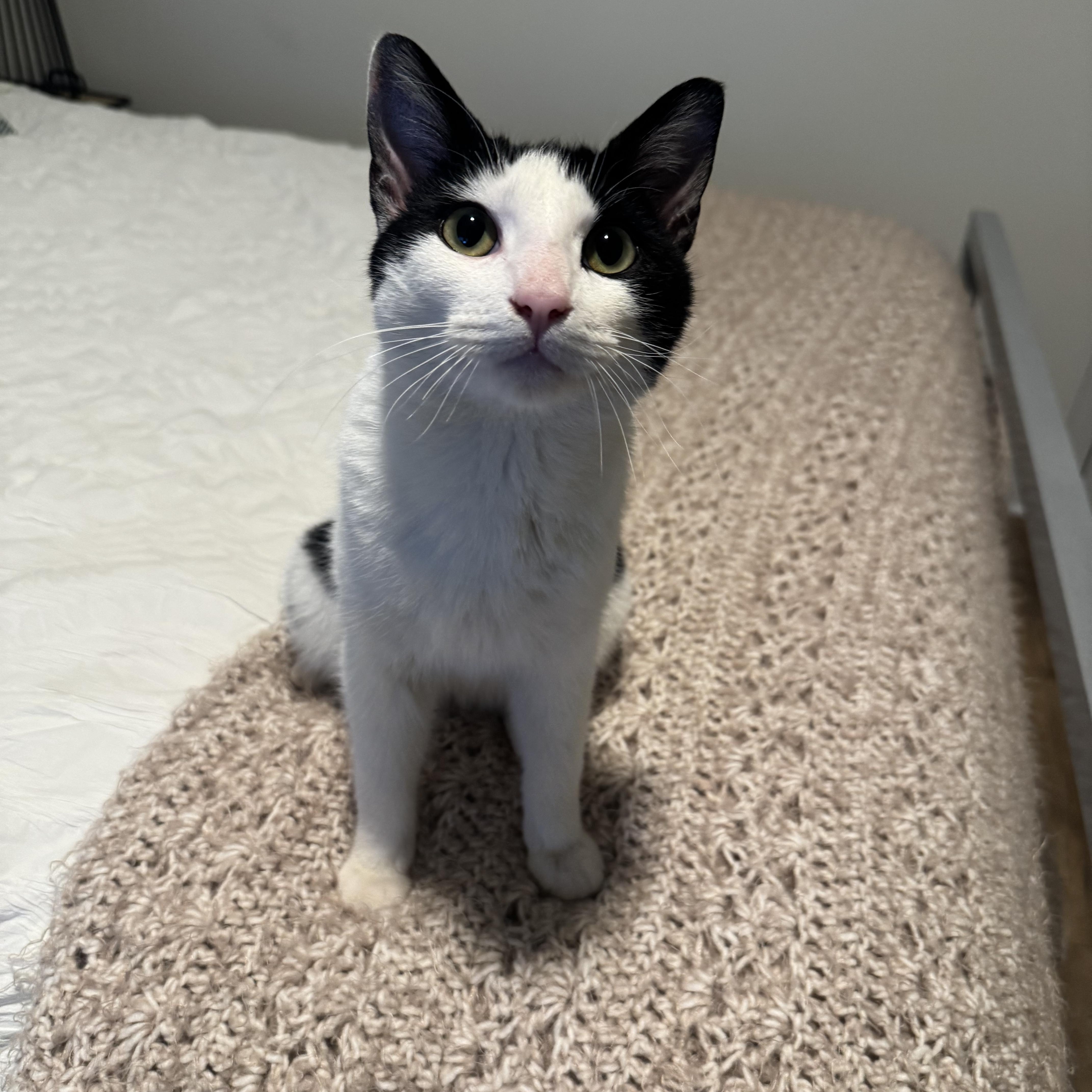 Enlarge Cannoli, a ADOPTABLE Domestic Short Hair in Washington, DC image 5/5