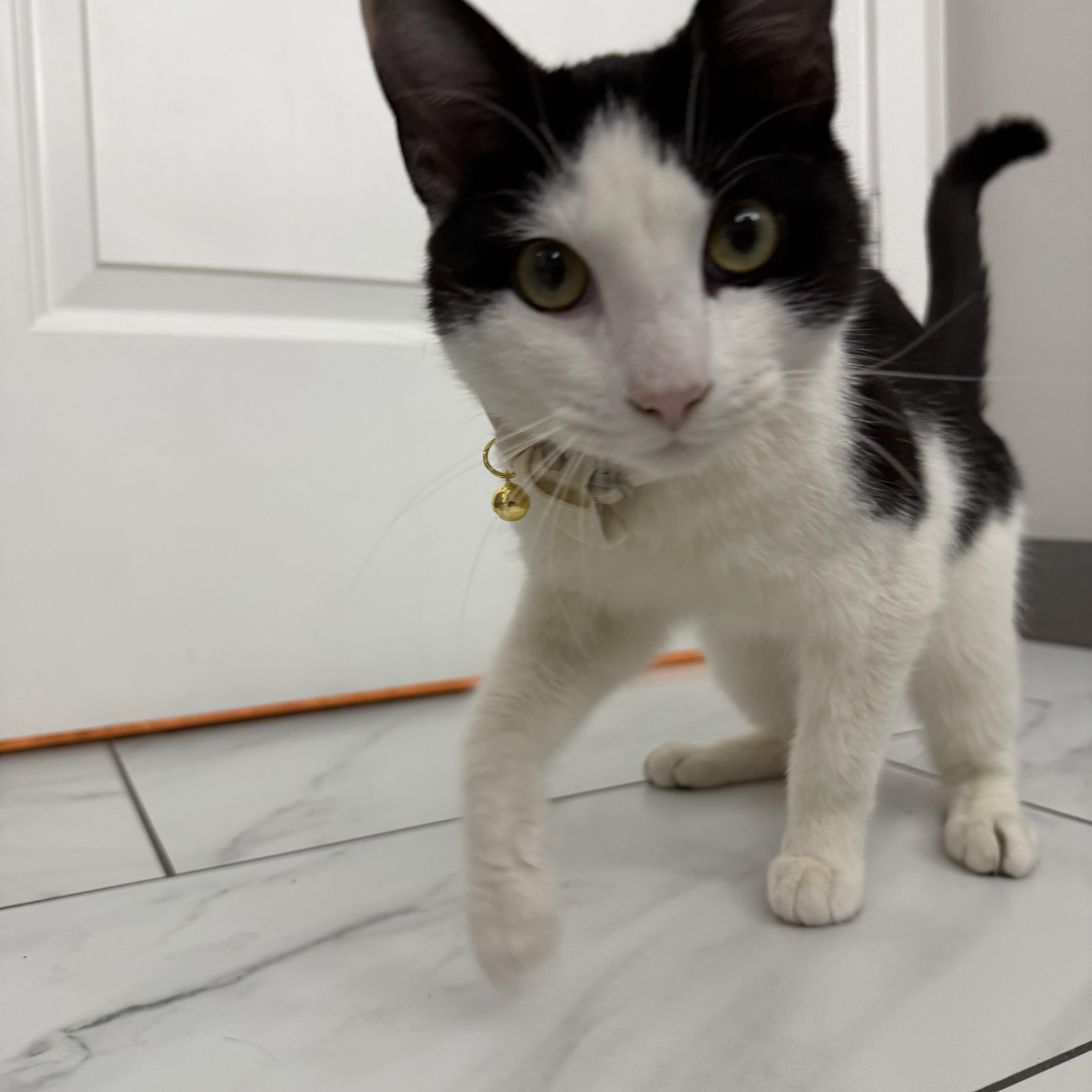 Enlarge Cannoli, a ADOPTABLE Domestic Short Hair in Washington, DC image 4/5