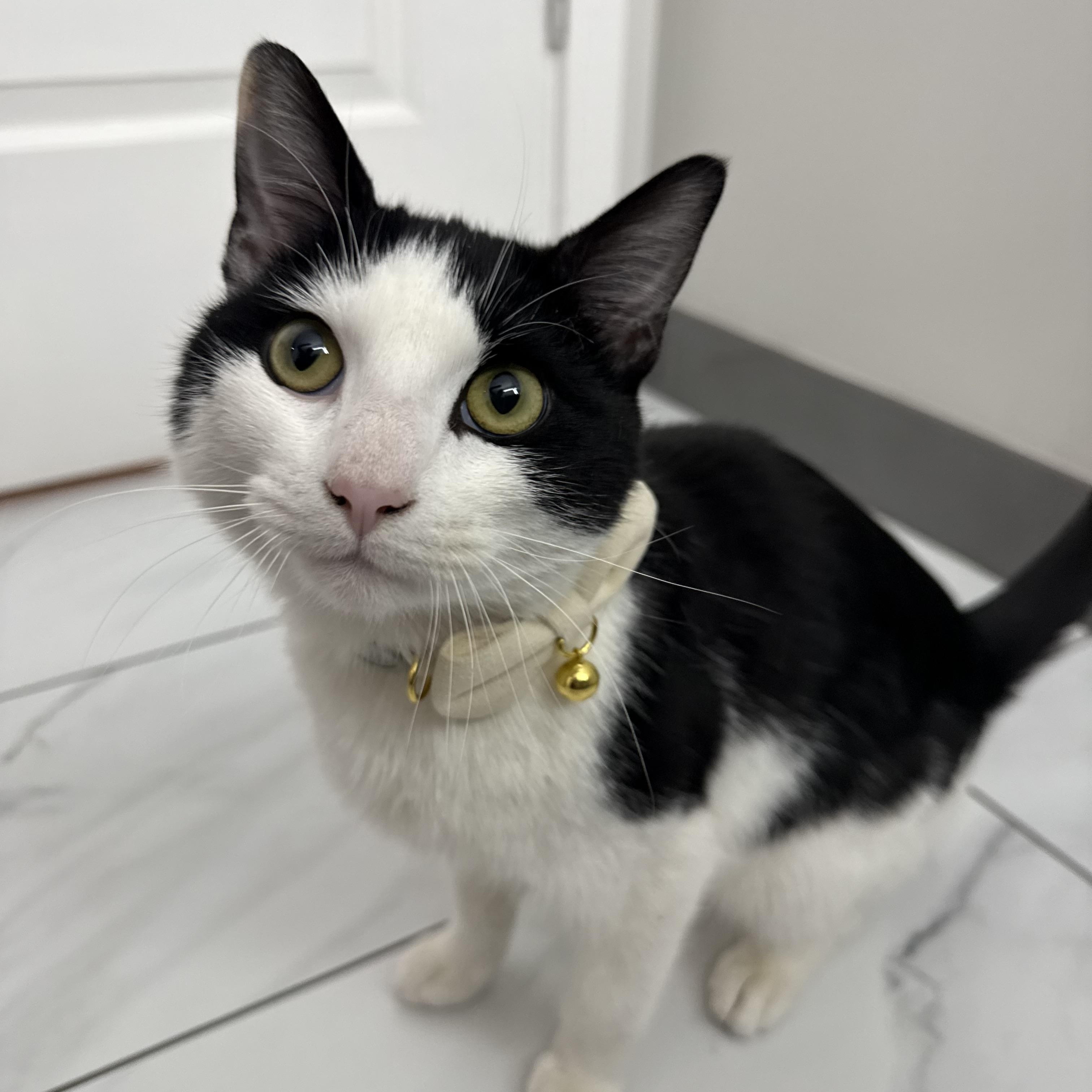 Enlarge Cannoli, a ADOPTABLE Domestic Short Hair in Washington, DC image 1/5