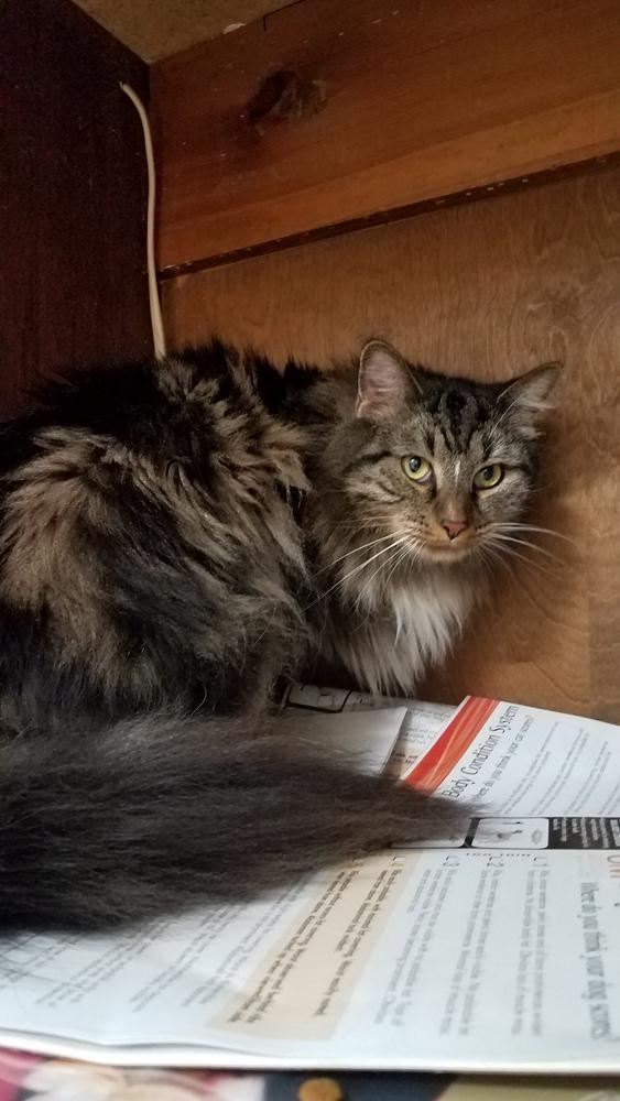 Norman, Adopted, Adult Male Domestic Long Hair & Maine Coon.