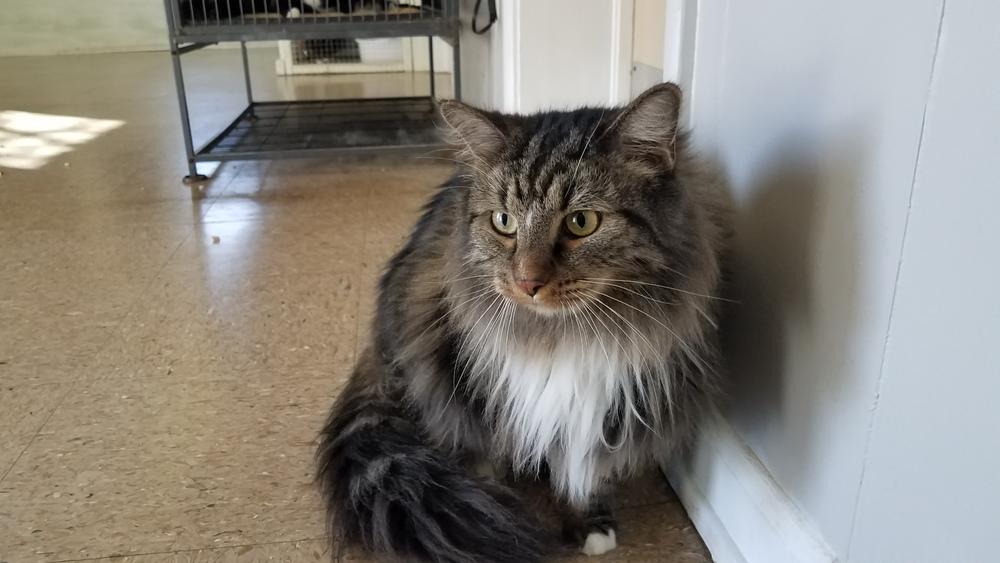 Enlarge Norman, a Adopted mixed breed in Albany, GA image 2/3